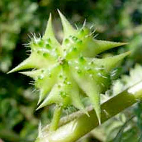 tribulus